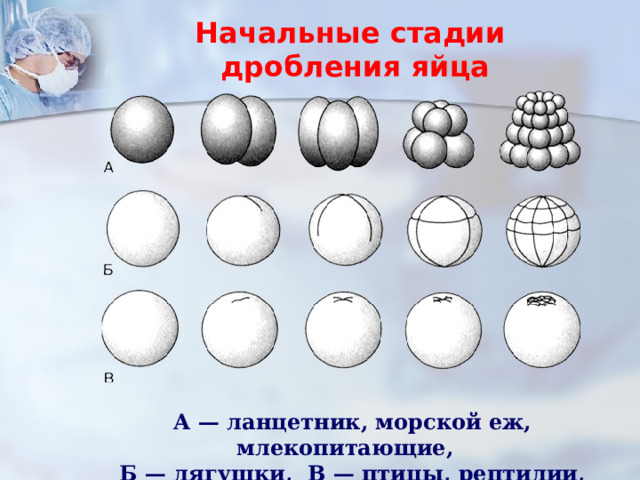 Начальные стадии  дробления яйца   А — ланцетник, морской еж, млекопитающие, Б — лягушки, В — птицы, рептилии, рыбы 