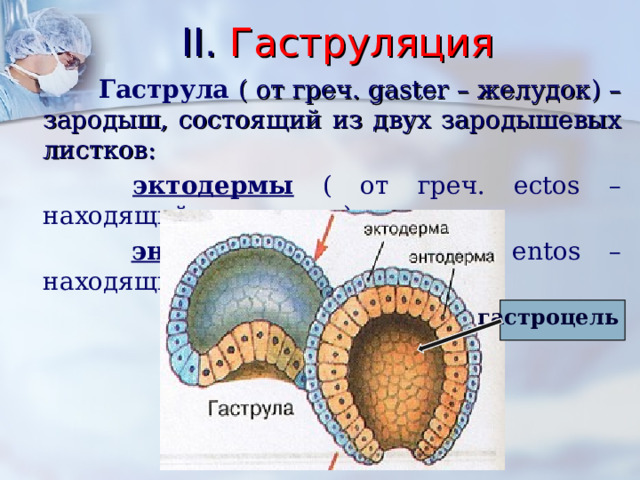 II . Гаструляция   Гаструла  ( от греч. gaster – желудок) – зародыш, состоящий из двух зародышевых листков:  эктодермы ( от греч. ectos – находящийся снаружи);  энтодермы  ( от греч. entos – находящийся внутри);  гастроцель 