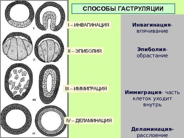  Инвагинация -впячивание    Эпиболия - обрастание       Иммиграция - часть клеток уходит внутрь     Деламинация- расслоение       