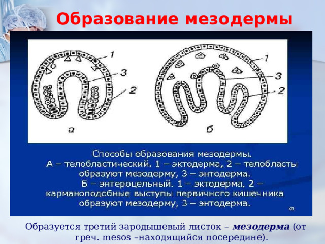 Формирование мезодермы. Телобластический способ образования мезодермы. Способы образования мезодермы. Образование мезодермы.