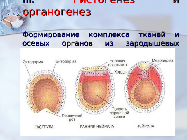 III .  Гистогенез и органогенез   Формирование комплекса тканей и осевых органов из зародышевых листков.       