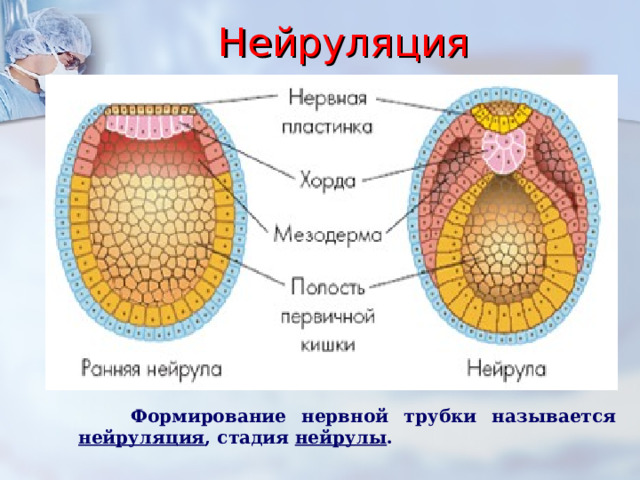 Нейруляция    Формирование нервной трубки называется нейруляция , стадия нейрулы .     