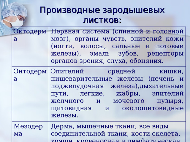 Производные зародышевых листков:    Эктодерма Нервная система (спинной и головной мозг), органы чувств, эпителий кожи (ногти, волосы, сальные и потовые железы), эмаль зубов, рецепторы органов зрения, слуха, обоняния. Энтодерма Эпителий средней кишки, пищеварительные железы (печень и поджелудочная железа),дыхательные пути, легкие, жабры, эпителий желчного и мочевого пузыря, щитовидная и околощитовидные железы. Мезодерма Дерма, мышечные ткани, все виды соединительной ткани, кости скелета, хрящи, кровеносная и лимфатическая системы, дентин зубов, брыжейка, почки, половые железы. 