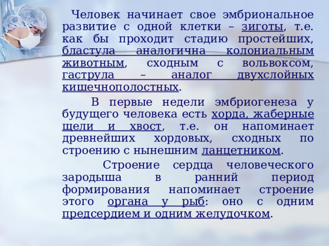  Человек начинает свое эмбриональное развитие с одной клетки – зиготы , т.е. как бы проходит стадию простейших, бластула аналогична колониальным животным , сходным с вольвоксом, гаструла – аналог двухслойных кишечнополостных .  В первые недели эмбриогенеза у будущего человека есть хорда, жаберные щели и хвост , т.е. он напоминает древнейших хордовых, сходных по строению с нынешним ланцетником .  Строение сердца человеческого зародыша в ранний период формирования напоминает строение этого органа у рыб : оно с одним предсердием и одним желудочком . 