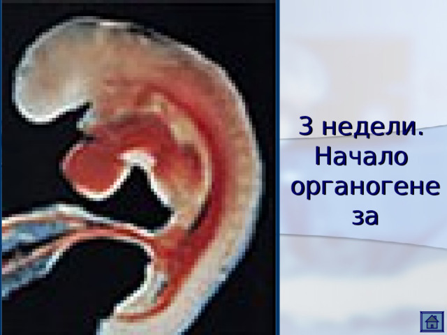 3 недели.  Начало  органогенеза 