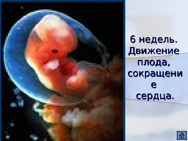 6 недель.  Движение  плода,  сокращение  сердца. 