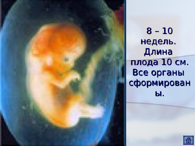 8 – 10 недель.  Длина  плода 10 см.  Все органы  сформированы. 