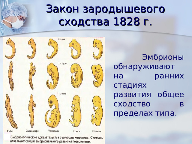 Закон зародышевого сходства 1828 г.  Эмбрионы обнаруживают на ранних стадиях развития общее сходство в пределах типа. 