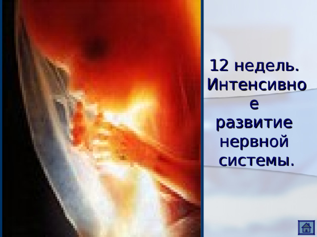 12 недель.  Интенсивное  развитие  нервной  системы. 