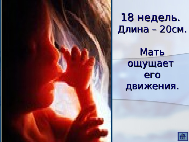 18 недель.  Длина – 20см.  Мать ощущает  его движения. 