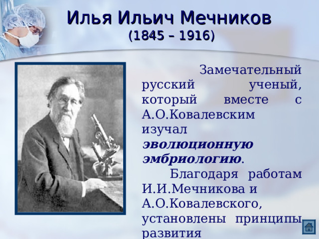 Илья Ильич Мечников  (1845 – 1916)  Замечательный русский ученый, который вместе с А.О.Ковалевским изучал эволюционную эмбриологию .  Благодаря работам И.И.Мечникова и А.О.Ковалевского, установлены принципы развития беспозвоночных и позвоночных животных. 