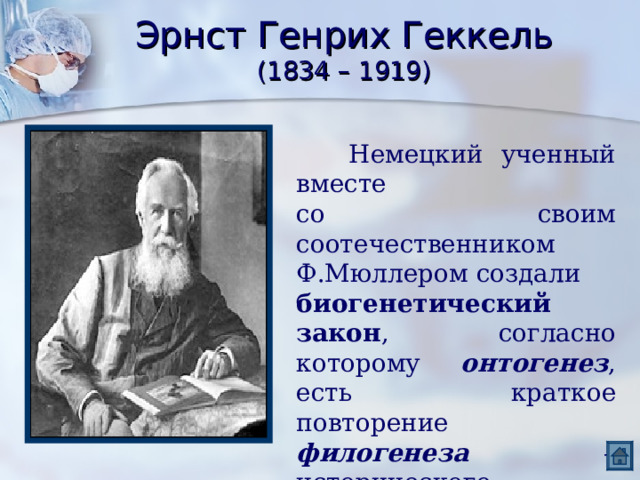 Эрнст Генрих Геккель  (1834 – 1919)  Немецкий ученный вместе со своим соотечественником Ф.Мюллером создали биогенетический закон , согласно которому онтогенез , есть краткое повторение филогенеза – исторического развития вида. 