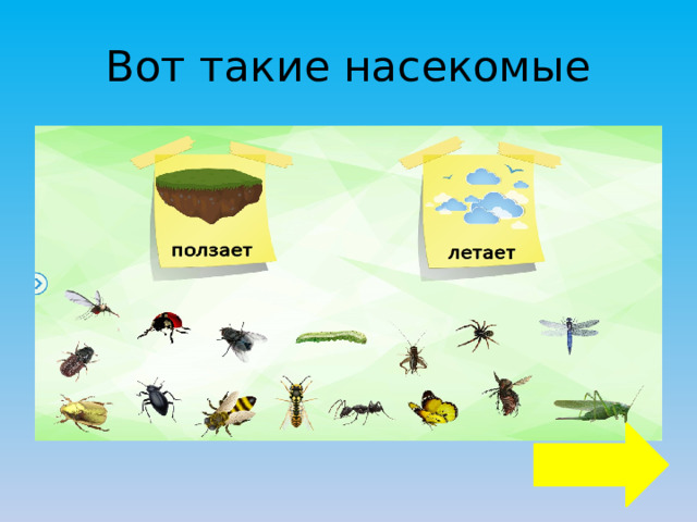 Вот такие насекомые 