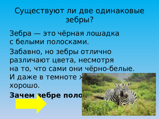 Существуют ли две одинаковые зебры? Зебра — это чёрная лошадка с белыми полосками. Забавно, но зебры отлично различают цвета, несмотря на то, что сами они чёрно-белые. И даже в темноте животные видят хорошо. Зачем зебре полоски? 