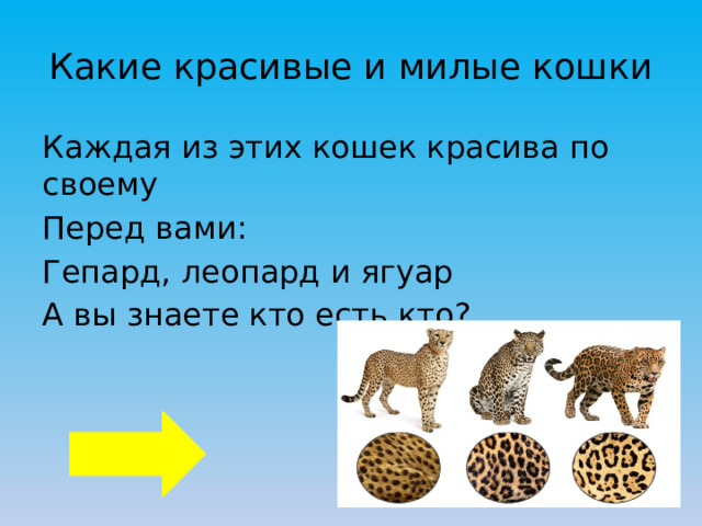 Какие красивые и милые кошки Каждая из этих кошек красива по своему Перед вами: Гепард, леопард и ягуар А вы знаете кто есть кто? 