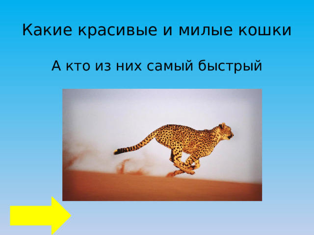 Какие красивые и милые кошки А кто из них самый быстрый 