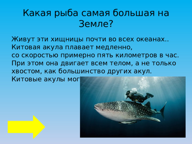 Какая рыба самая большая на Земле? Живут эти хищницы почти во всех океанах.. Китовая акула плавает медленно, со скоростью примерно пять километров в час. При этом она двигает всем телом, а не только хвостом, как большинство других акул. Китовые акулы могут дожить до ста лет. 