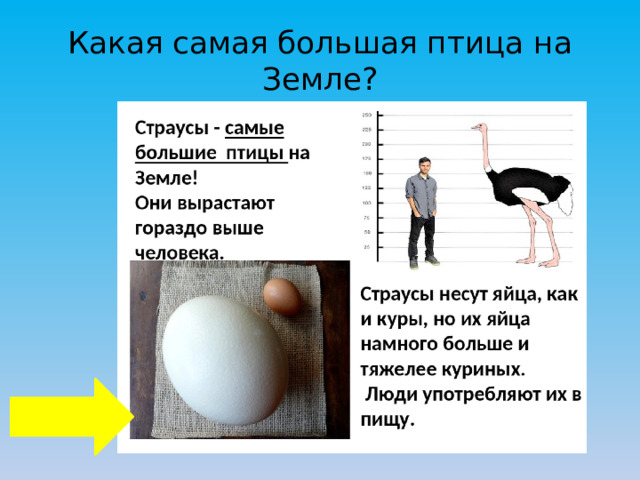 Какая самая большая птица на Земле? 