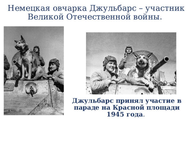   Немецкая овчарка Джульбарс – участник Великой Отечественной войны.    . Джульбарс принял участие в параде на Красной площади 1945 года . 