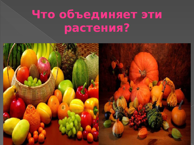 Что объединяет эти растения? 