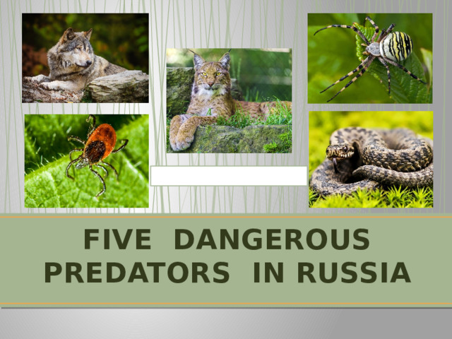 FIVE DANGEROUS PREDATORS IN RUSSIA 