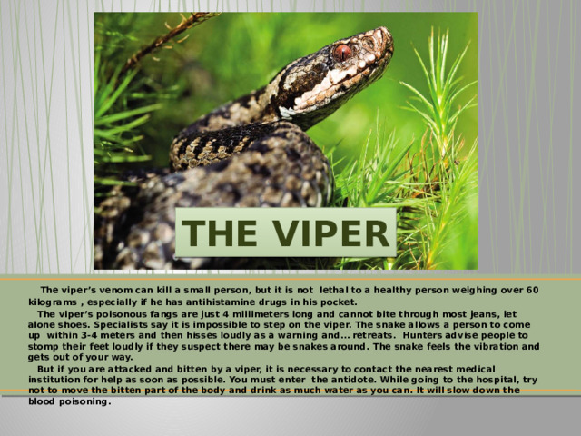 THE VIPER  The viper’s venom can kill a small person, but it is not lethal to a healthy person weighing over 60 kilograms , especially if he has antihistamine drugs in his pocket.  The viper’s poisonous fangs are just 4 millimeters long and cannot bite through most jeans, let alone shoes. Specialists say it is impossible to step on the viper. The snake allows a person to come up within 3-4 meters and then hisses loudly as a warning and… retreats. Hunters advise people to stomp their feet loudly if they suspect there may be snakes around. The snake feels the vibration and gets out of your way.  But if you are attacked and bitten by a viper, it is necessary to contact the nearest medical institution for help as soon as possible. You must enter the antidote. While going to the hospital, try not to move the bitten part of the body and drink as much water as you can. It will slow down the blood poisoning. 