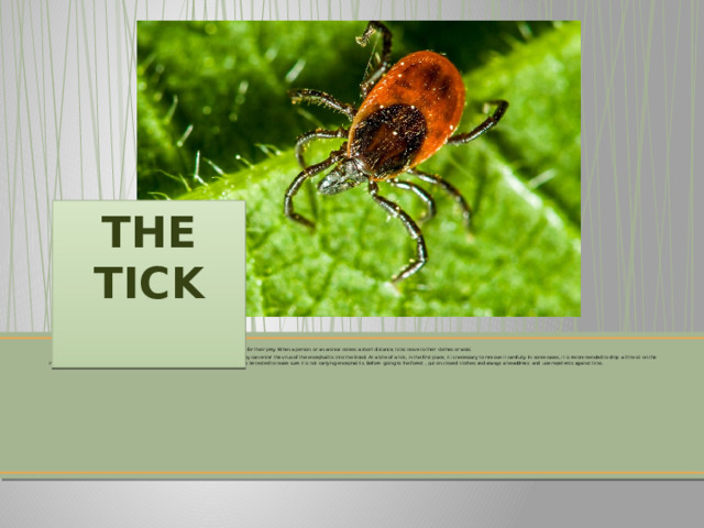 THE TICK   Ticks can not move for long distances, they usually sit on grass, bushes or trees and wait for their prey. When a person or an animal comes a short distance, ticks move to their clothes or wool.  In spite of its small size (just 0.2-0.4 mm), these insects are very dangerous, because they can enter the virus of the encephalitis into the blood. At a bite of a tick, in the first place, it is necessary to remove it carefully. In some cases, it is recommended to drop a little oil on the insect's body. After removing the tick, the bitten person must visit a doctor. The tick has to be tested to make sure it is not carrying encephalitis. Before going to the forest , put on closed clothes and always a headdress and use repellents against ticks. 