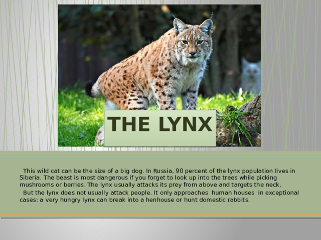 THE LYNX  This wild cat can be the size of a big dog. In Russia, 90 percent of the lynx population lives in Siberia. The beast is most dangerous if you forget to look up into the trees while picking mushrooms or berries. The lynx usually attacks its prey from above and targets the neck.  But the lynx does not usually attack people. It only approaches human houses in exceptional cases: a very hungry lynx can break into a henhouse or hunt domestic rabbits. 