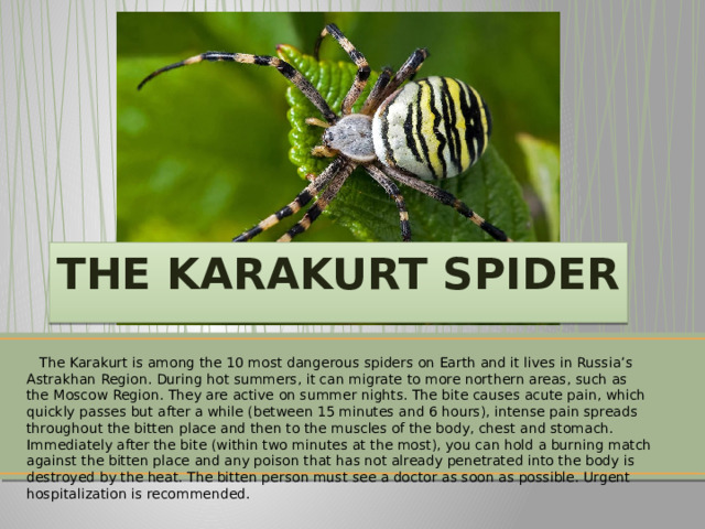 THE KARAKURT SPIDER  The Karakurt is among the 10 most dangerous spiders on Earth and it lives in Russia’s Astrakhan Region. During hot summers, it can migrate to more northern areas, such as the Moscow Region. They are active on summer nights. The bite causes acute pain, which quickly passes but after a while (between 15 minutes and 6 hours), intense pain spreads throughout the bitten place and then to the muscles of the body, chest and stomach. Immediately after the bite (within two minutes at the most), you can hold a burning match against the bitten place and any poison that has not already penetrated into the body is destroyed by the heat. The bitten person must see a doctor as soon as possible. Urgent hospitalization is recommended. 