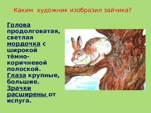 Каким  художник изобразил зайчика? Голова продолговатая, светлая мордочка с широкой тёмно-коричневой полоской. Глаза крупные, большие. Зрачки расширены от испуга.