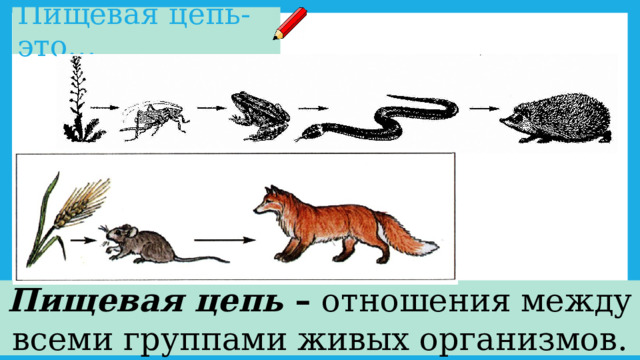 Пищевая цепь-это… Пищевая цепь – отношения между всеми группами живых организмов. 