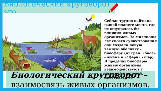 Биологический круговорот это… Сейчас трудно найти на нашей планете место, где не ощущалось бы влияния живых организмов. За миллионы лет своего существования они создали новую земную оболочку - биосферу (от греч. «биос» - жизнь и «сфера» - шар). В пределах биосферы живые организмы взаимодействуют с неживой природой, преобразуя её. Биологический круговорот – взаимосвязь живых организмов. 