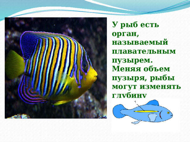 У рыб есть орган, называемый плавательным пузырем. Меняя объем пузыря, рыбы могут изменять глубину погружения 