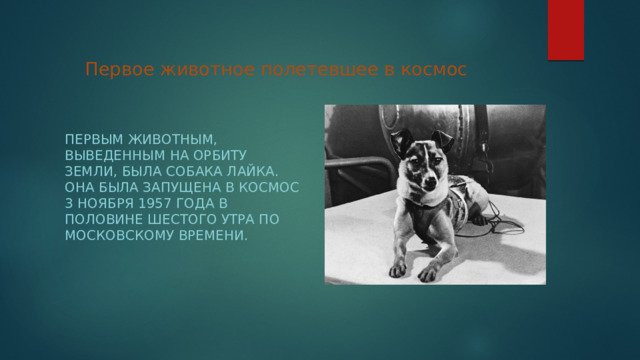 Первое животное полетевшее в космос Первым животным, выведенным на орбиту Земли, была собака Лайка. Она была запущена в космос 3 ноября 1957 года в половине шестого утра по московскому времени. 