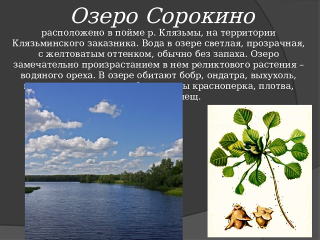 Озеро Сорокино расположено в пойме р. Клязьмы, на территории Клязьминского заказника. Вода в озере светлая, прозрачная, c желтоватым оттенком, обычно без запаха. Озеро замечательно произрастанием в нем реликтового растения – водяного ореха. В озере обитают бобр, ондатра, выхухоль, водяная полевка; из рыб отмечены красноперка, плотва, окунь, щука, лещ.