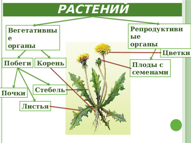 Органы цветковых растений Репродуктивные органы Вегетативные органы Цветки Корень Побеги Плоды с семенами Стебель Почки Листья 