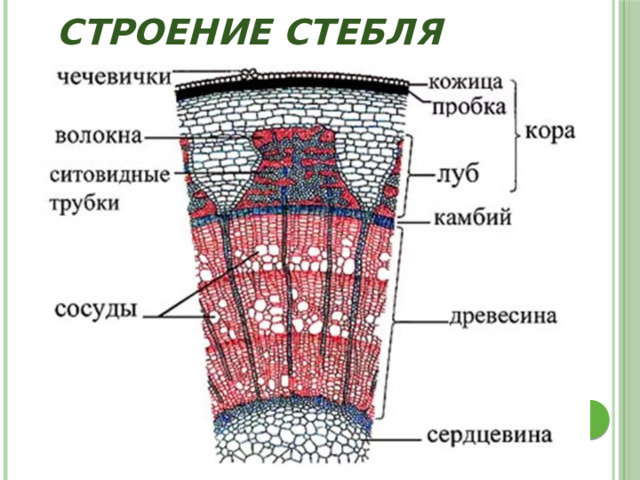 Строение стебля 