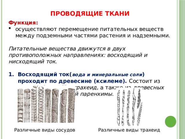 ПРОВОДЯЩИЕ ТКАНИ Функция: осуществляют перемещение питательных веществ между подземными частями растения и надземными. Питательные вещества движутся в двух противоположных направлениях: восходящий и нисходящий ток.  Восходящий ток( вода и минеральные соли ) проходит по древесине (ксилеме). Состоит из сосудов (трахей) и трахеид , а также из древесных волокон и древесной паренхимы. Различные виды сосудов Различные виды трахеид 