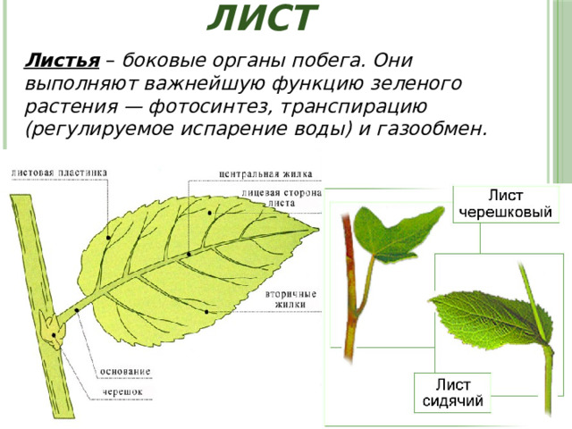 Лист Листья – боковые органы побега. Они выполняют важнейшую функцию зеленого растения — фотосинтез, транспирацию (регулируемое испарение воды) и газообмен. 