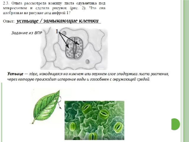 Клетка кожицы листа одуванчика