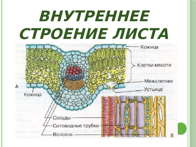 Внутреннее строение листа 