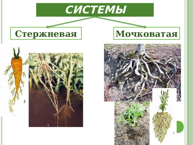 Корневые системы Мочковатая Стержневая 