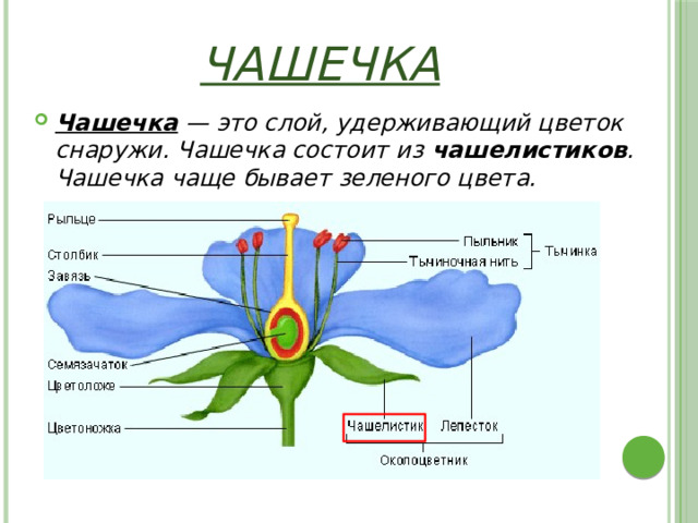 2 цветок состоит из