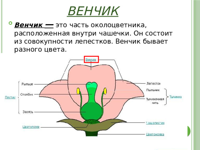 Венчик Венчик — это часть околоцветника, расположенная внутри чашечки. Он состоит из совокупности лепестков. Венчик бывает разного цвета. 