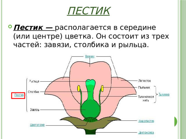 Пестик Пестик — располагается в середине (или центре) цветка. Он состоит из трех частей: завязи, столбика и рыльца. 
