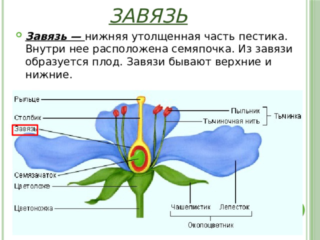 Завязь Завязь — нижняя утолщенная часть пестика. Внутри нее расположена семяпочка. Из завязи образуется плод. Завязи бывают верхние и нижние. 