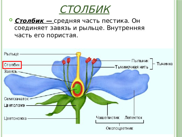 Столбик Столбик — средняя часть пестика. Он соединяет завязь и рыльце. Внутренняя часть его пористая. 