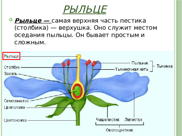 Рыльце Рыльце — самая верхняя часть пестика (столбика) — верхушка. Оно служит местом оседания пыльцы. Он бывает простым и сложным. 