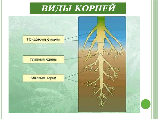 Виды корней  