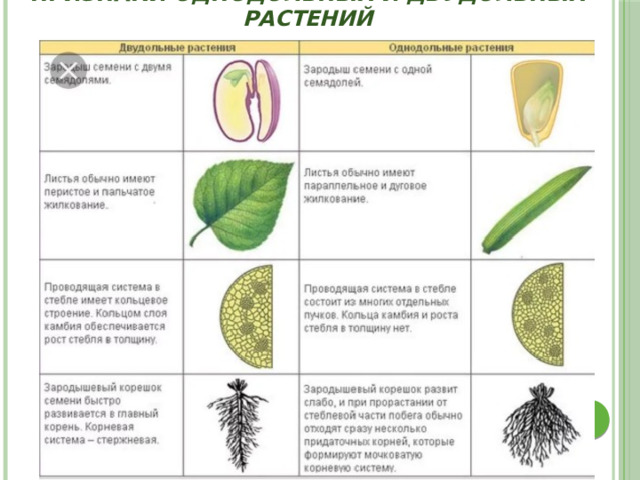 Признаки однодольных и двудольных растений 